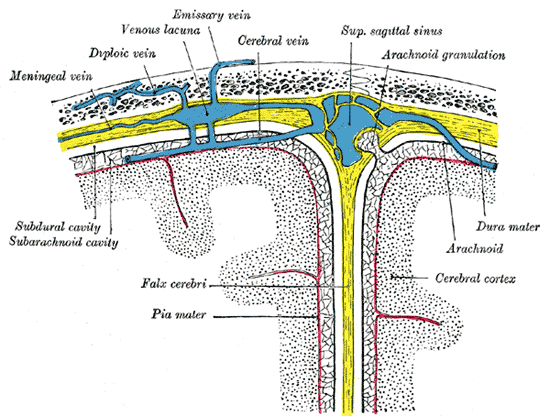 Diagrammatic representation of a section across the top of the skull, showing the membranes of the brain, etc.
