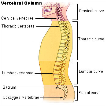 Illu vertebral column.jpg