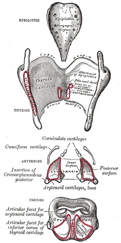 The cartilages of the larynx. Posterior view.