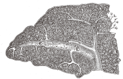 Transverse section of the human spleen, showing the distribution of the splenic artery and its branches.