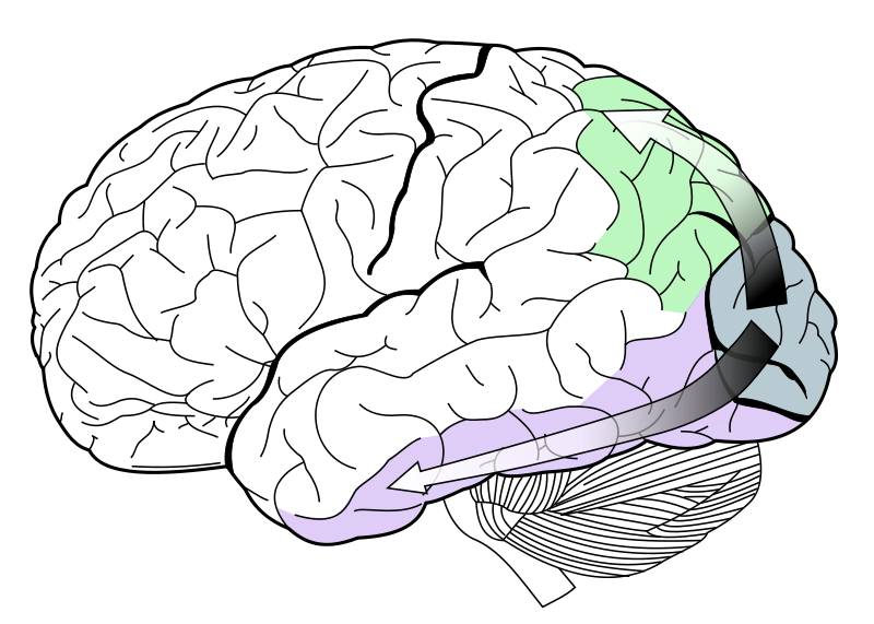 The dorsal stream (green) and ventral stream (purple) in the temporal lobe are shown.