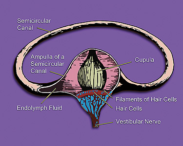 File:Vestibular system's semicircular canal- a cross-section.jpg