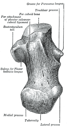 Left calcaneus, inferior surface