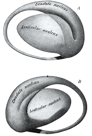 Two views of a model of the striatum: A, lateral aspect; B, mesal aspect.