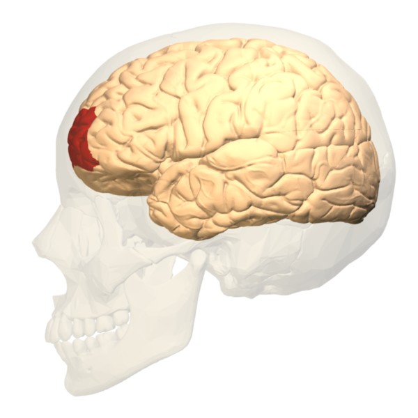 File:Prefrontal cortex lateral.jpeg