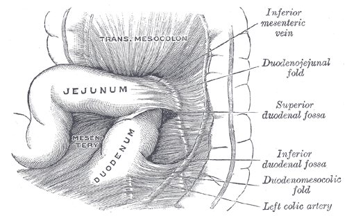 Superior and inferior duodenal fossæ.