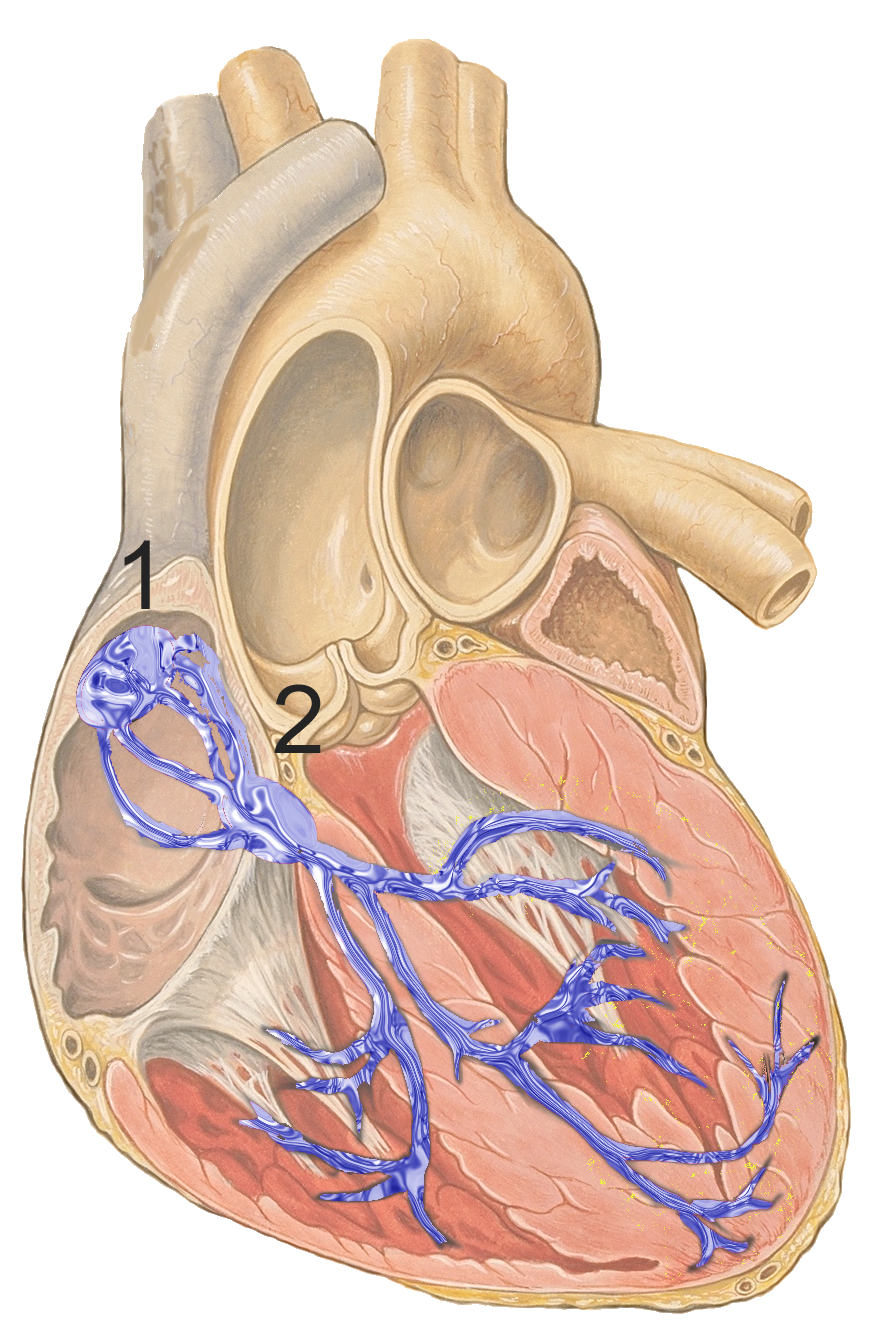 Conduction system of the heart.png