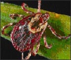 American dog tick (Dermacentor variabilis) Adapted from CDC