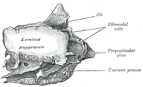 Ethmoid bone from the right side.